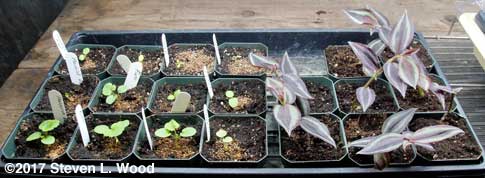 Geraniums and rooted wandering jew cuttings