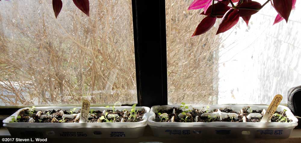 Egg carton petunias on windowsill