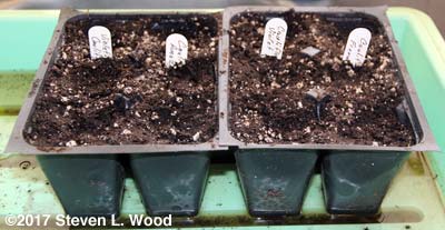 Inserts seeded to cauliflower