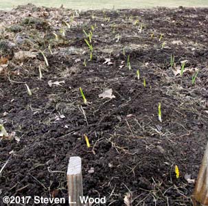 Garlic visible after mulch removed