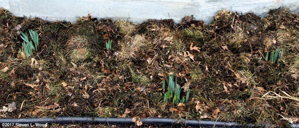 Daffodils mulched