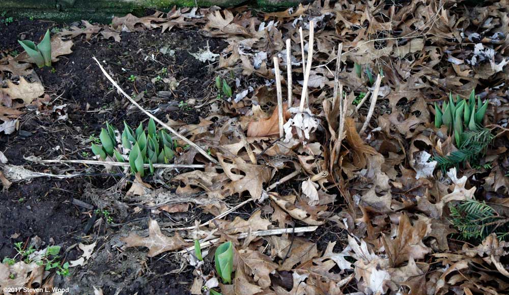 Tulips Up