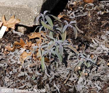 Trimmed sage plant