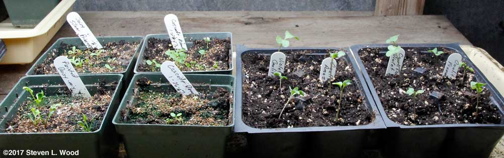Daisies, impatiens, and cauliflower under lights