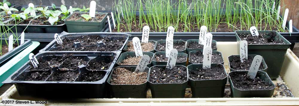 Broccoli and herbs started