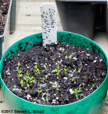 Dianthus emerging