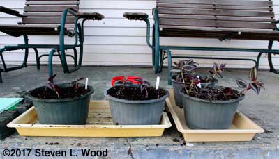 Potting wandering jew cuttings