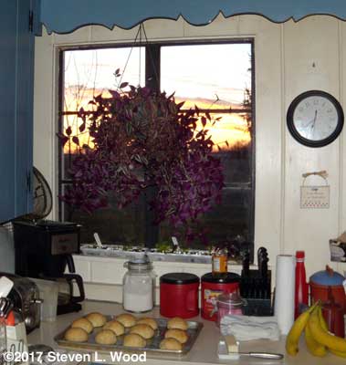 View out west window with bushes trimmed