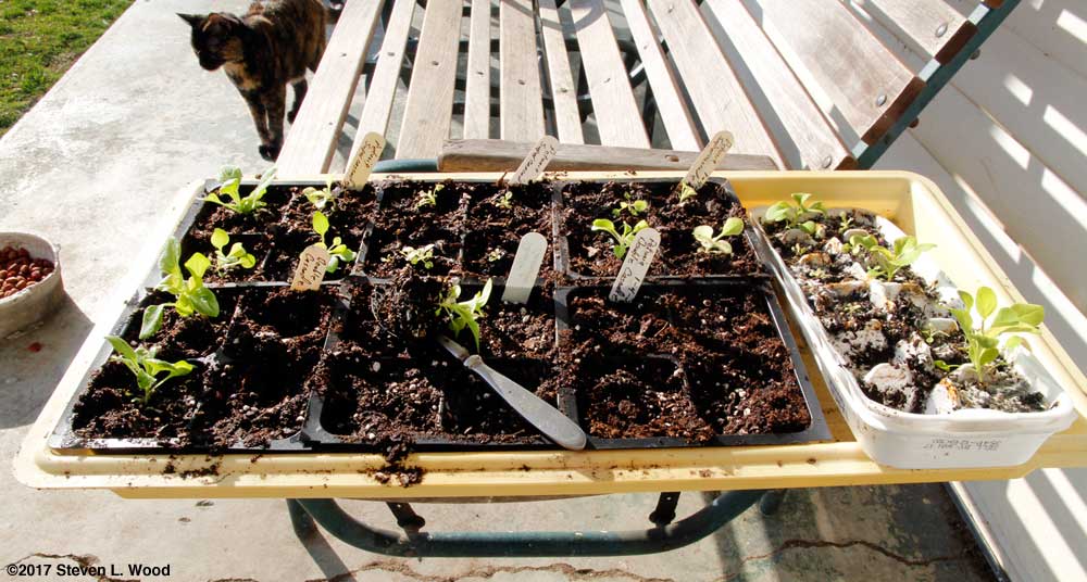 Moving petunias from egg cartons to fourpack inserts