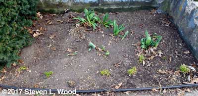 Front flowerbed