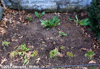 The other front flowerbed
