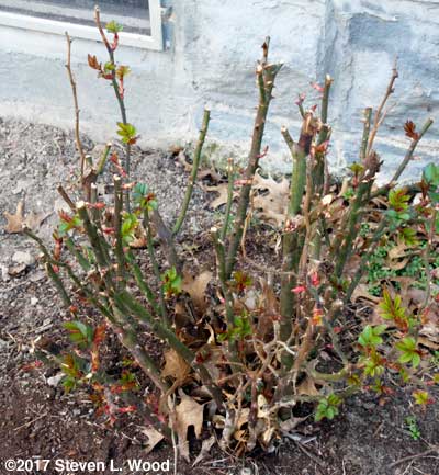 Rose bush showing new leaves