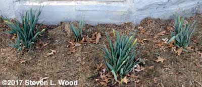 Daffodils showing blooms