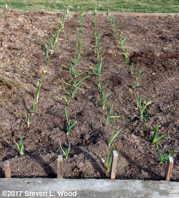 Garlic on February 23, 2017
