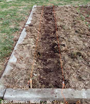 Pea row uncovered