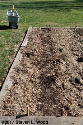 Row with mulch pulled back
