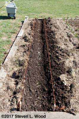 Pea seed in furrow
