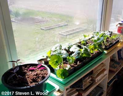 Geraniums and brassicas on sunrrom shelf