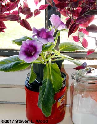 Lavender gloxinia