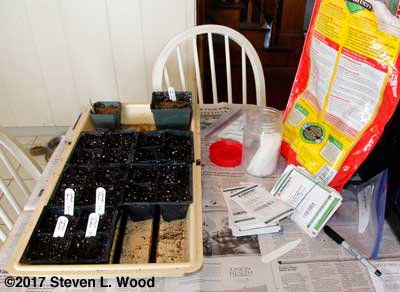 Seeding lettuce