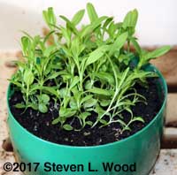 Communal pot of dianthus