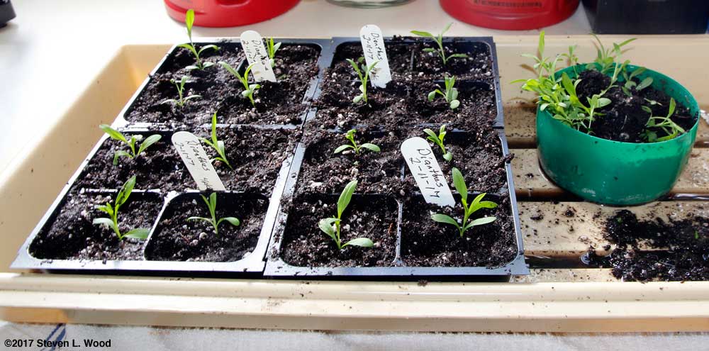 Dianthus in fourpack inserts