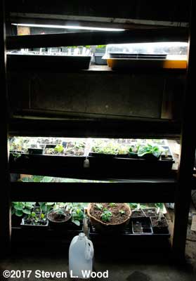 Plant rack nearly full