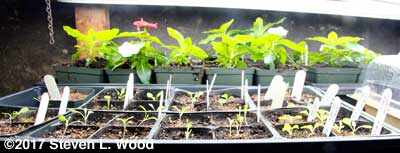 Lettuce (foreground) and vinca