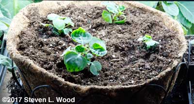 Trailing impatiens in coco basket planter