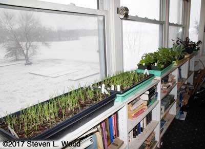 Onions, geraniums, brassicas, etc. in sunroom
