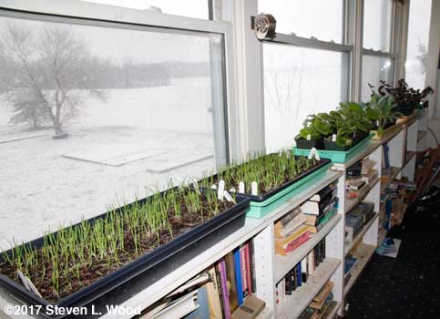 Onions, geraniums, brassicas, etc. in sunroom