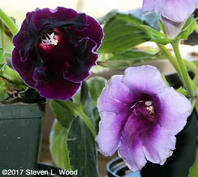 Lavender and deep purple gloxinia blooms