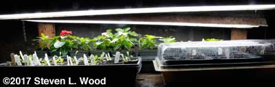 Lettuce, vinca, and germinating tomoto and pepper plants