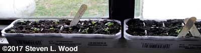 Petunias in kitchen window