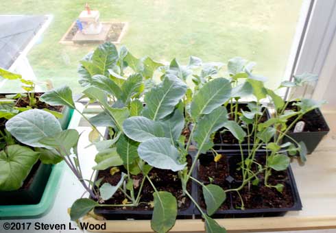 Brassicas in sunroom