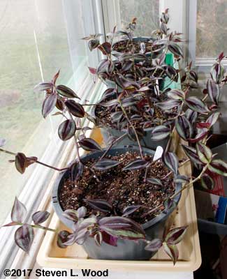 Wandering Jew plants in sunroom
