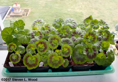 Geraniums in sunroom