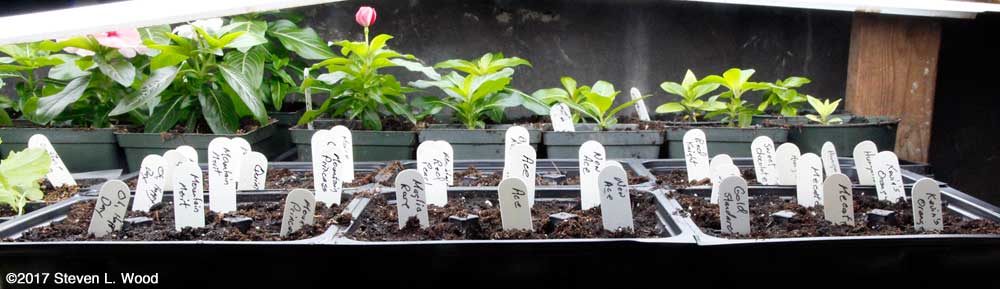 Entire flat seeded to tomatoes and peppers