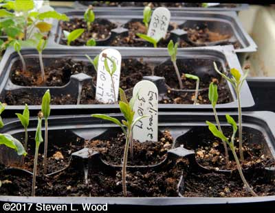 Tomato plants started March 10