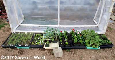 Transplants moved to cold frame