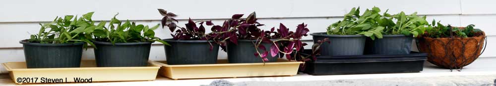 Hanging basket plants on back porch
