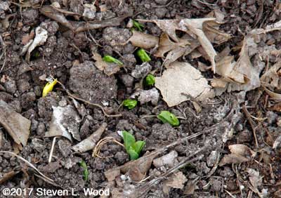 Early peas emerging