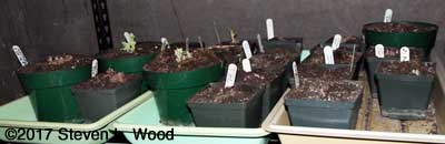 Gloxinias breaking dormancy
