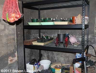 Shelves storing dormant gloxinias