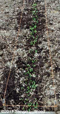 Early peas up