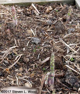 First asparagus of 2017
