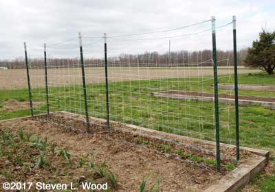 Double trellis around tall peas