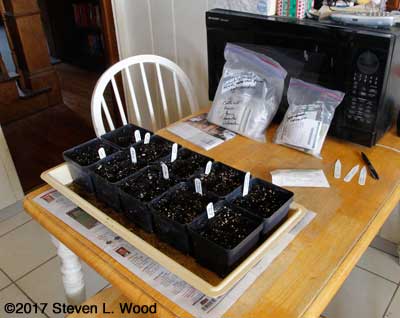 Starting melon transplants