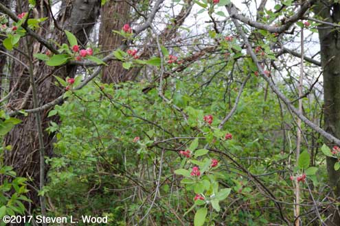 Blossoms on volunteer apple tree