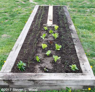 Onions, carrots, lettuce, and vinca planted